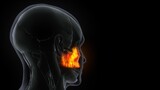 3D Illustration of Human Skeleton System Skull Bone Parts Maxilla Anatomy
