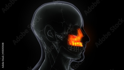 3D Illustration of Human Skeleton System Skull Bone Parts Maxilla Anatomy 