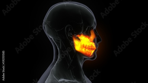 Human Skeleton Skull Maxillal Bone Anatomy.3d illustration