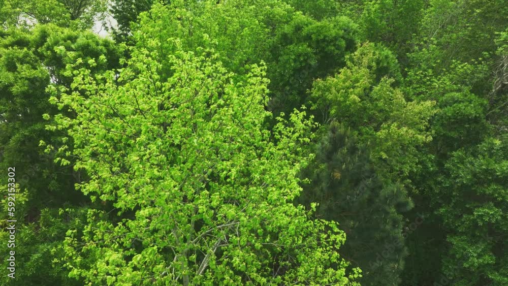 Aerial view showing green leaves on tree waving in wind during sunny day