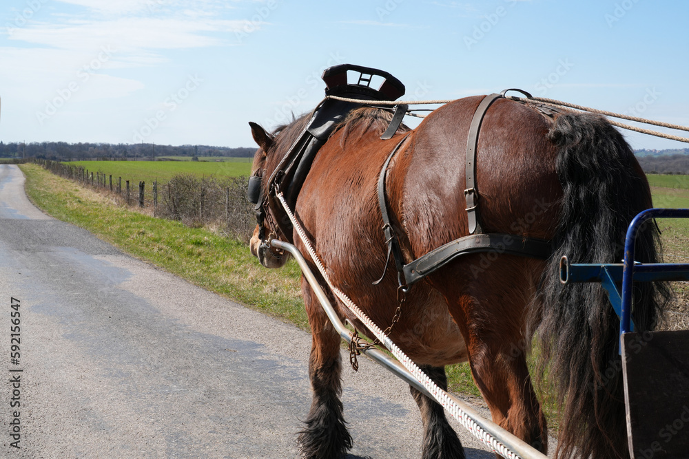 Pferd zieht einen Wagen über die Landstrasse Pferd zieht einen Wagen über die Landstrasse