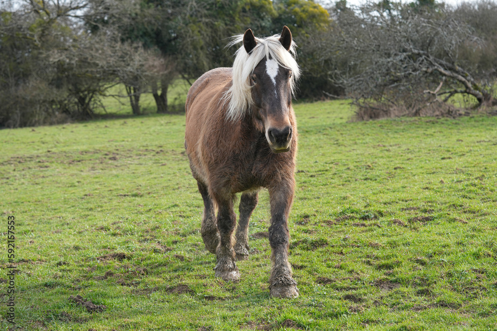 Fototapeta premium Comtois Pferd im Winterkleid auf einer Weide