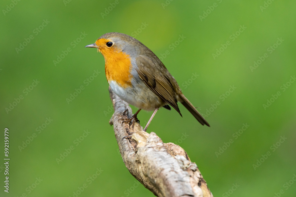 Rotkehlchen (Erithacus rubecula) Rotkehlchen (Erithacus rubecula)