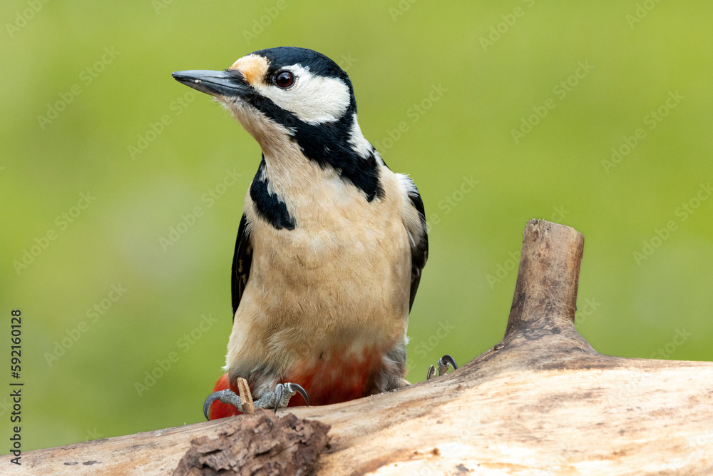 Obraz premium Buntspecht&nbsp;(Dendrocopos major) 