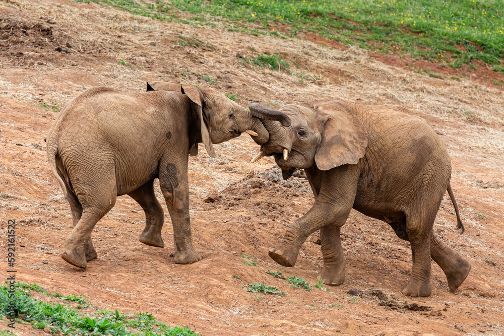African loxodonta. Young African elephants competing. Cabárceno Nature Park, Cantabria, Spain. African loxodonta. Young African elephants competing. Cabárceno Nature Park, Cantabria, Spain.