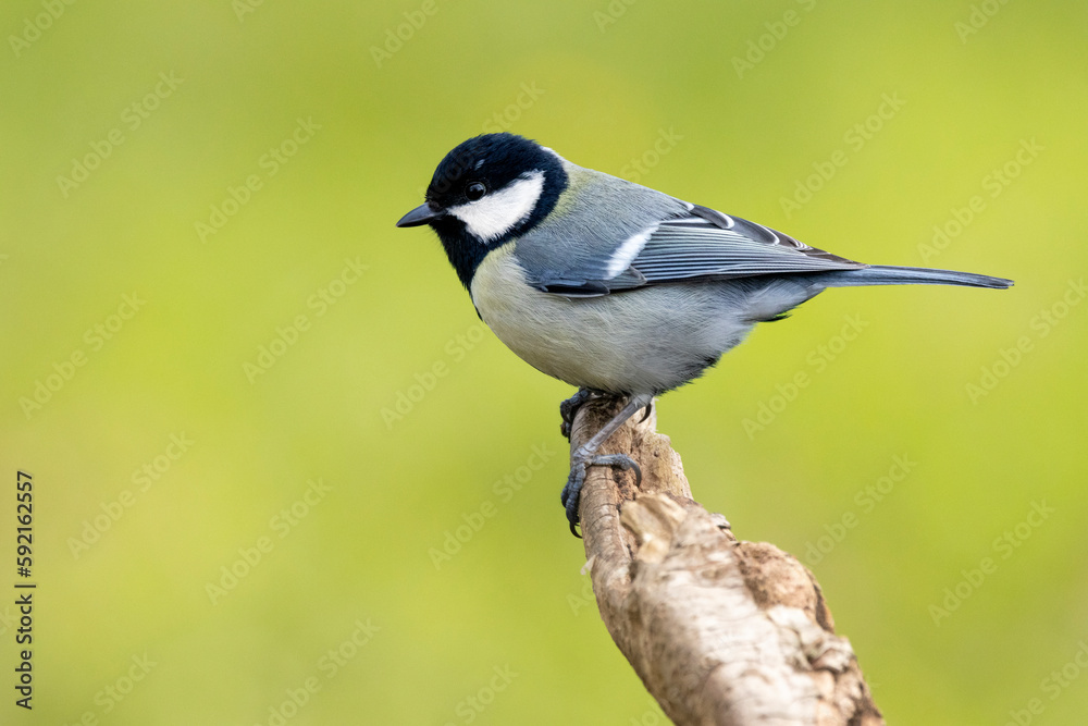 Kohlmeise (Parus major) Kohlmeise (Parus major)