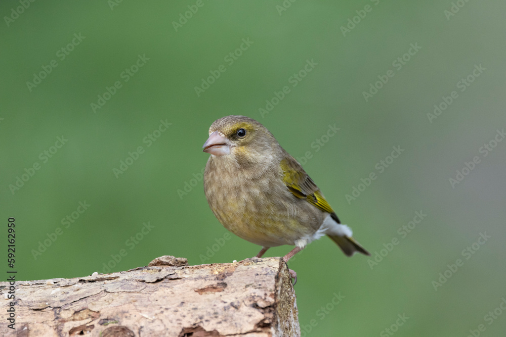 Grünfink (Chloris chloris) Grünfink (Chloris chloris)