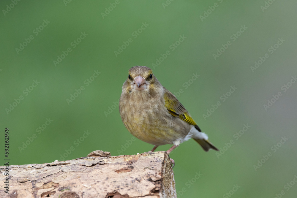 Grünfink (Chloris chloris) Grünfink (Chloris chloris)