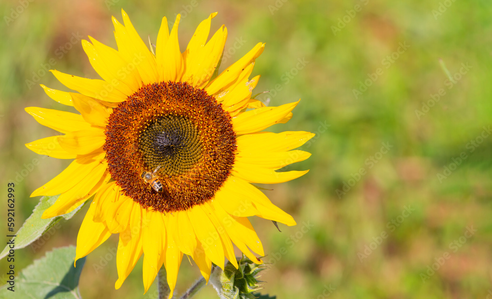 Yellow Sunflower flower in the field, sunflower oil is made from seeds