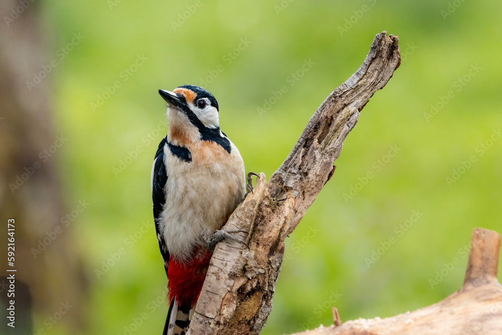 Fototapeta premium Buntspecht&nbsp;(Dendrocopos major)
