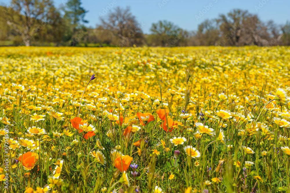 A wildflower meadows. super bloom season in California. Colorful floral background