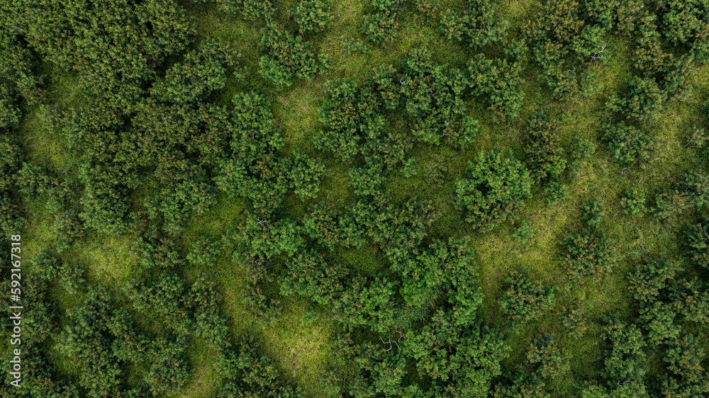 Green trees and plants jungle forest in Hawaii, Aerial top-down drone view.