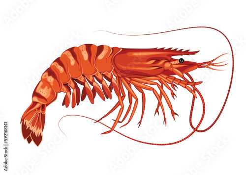 Shrimp Seafood Animal Sea Vector Illustration