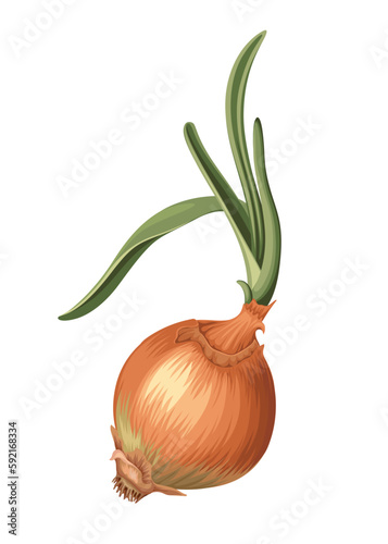 Onion Brown Garlic Vector Illustration Vegetable Garnish Onions