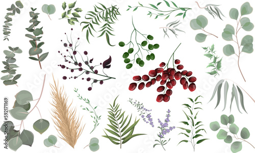 Mix of herbs and plants vector big collection. Juicy eucalyptus, deadwood, green plants and leaves. All elements are isolated. Green and red berries, lavender. 