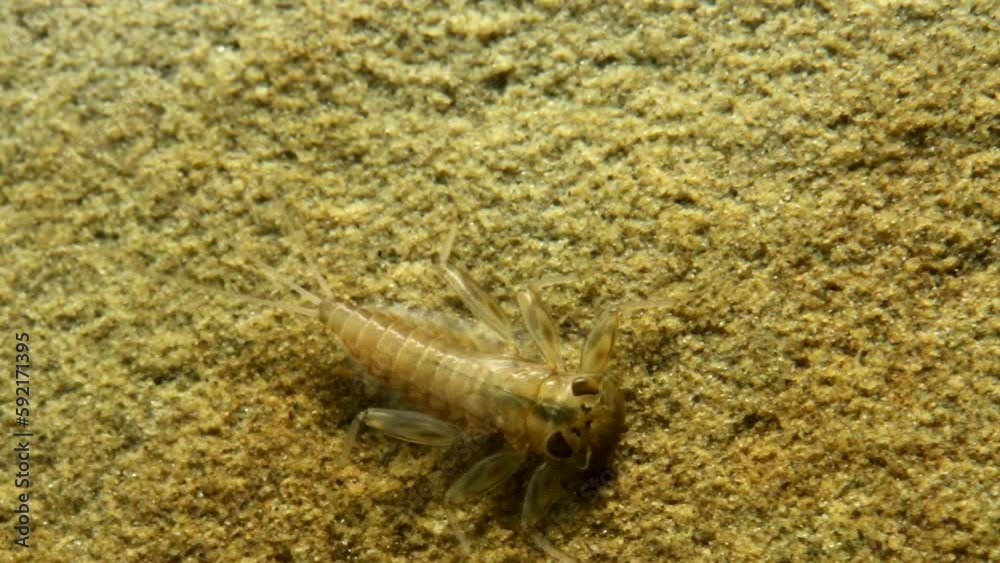 Mayfly nymph (Cinygma sp.) moving on a rock in a trout stream Mayfly nymph (Cinygma sp.) moving on a rock in a trout stream