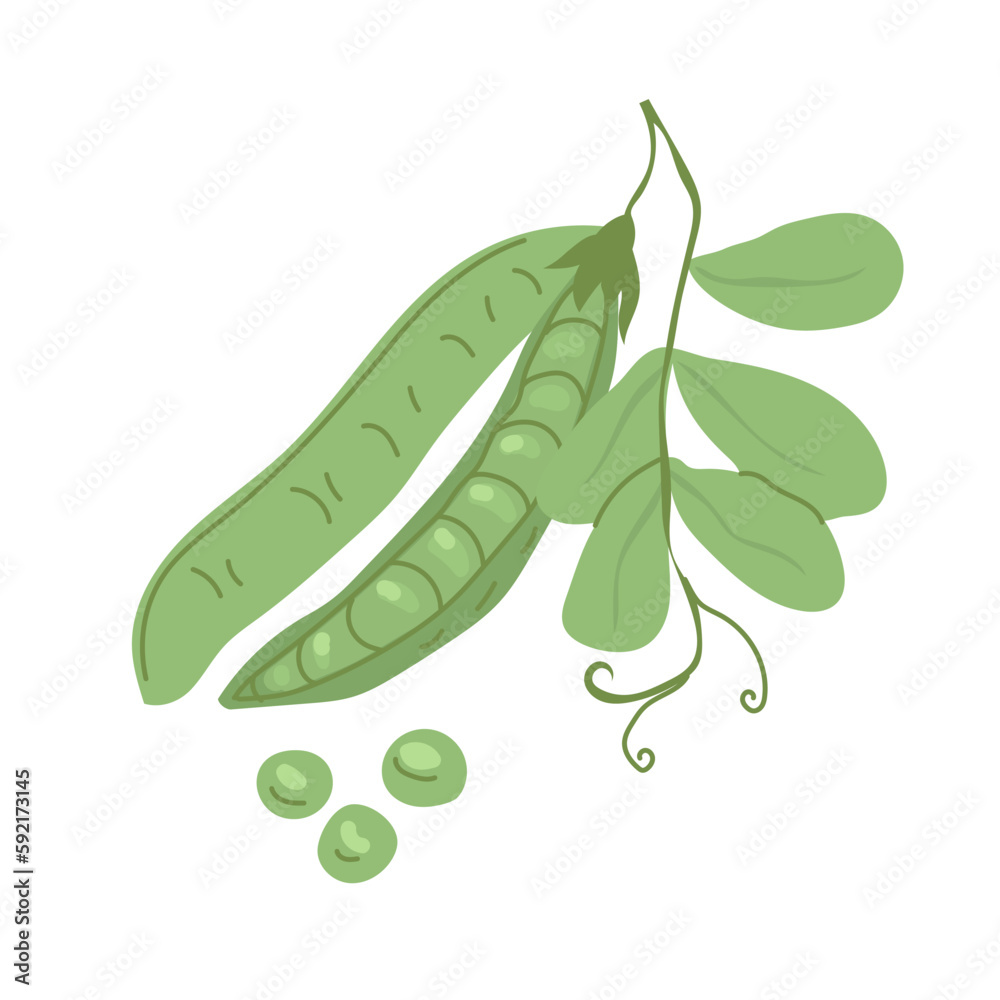 Green peas in pods, with a sprig of leaves. Farm products. Vegetarian food preparation. Salad ingredients. Vector illustration for farmers and food markets. Green peas in pods, with a sprig of leaves. Farm products. Vegetarian food preparation. Salad ingredients. Vector illustration for farmers and food markets.