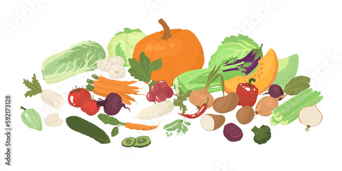Fototapeta Naklejka Na Ścianę i Meble -  A set of vegetables after harvest. Farm products, organic farming. Different types of vegetables. Cruciferous, pacholic, root crops. Vector illustration for farmers and food markets.