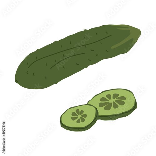 Ripe green cucumber isolated on white background with two slices. Vegetarian food preparation. Vector illustration for farmers and food markets.