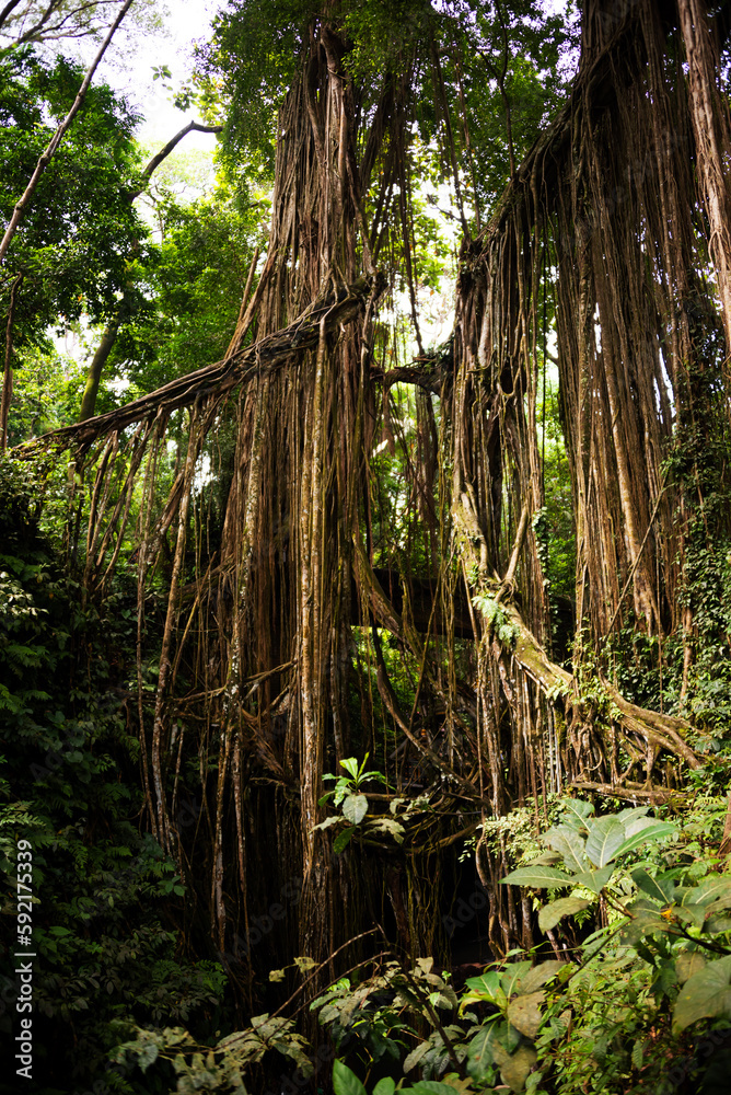 Tropical rainforest or jungle with trees and lianas