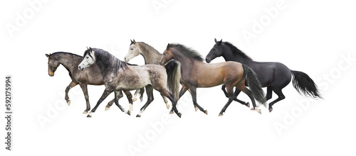 Herd of horses running , isolated without background