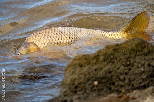 Bild auf Leinwand Carp spawning near the shore of the lake
