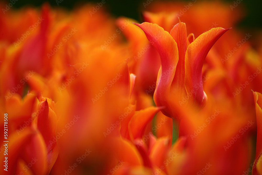 Orange tulips shot in open aperture macro. Great photo for the spring season.