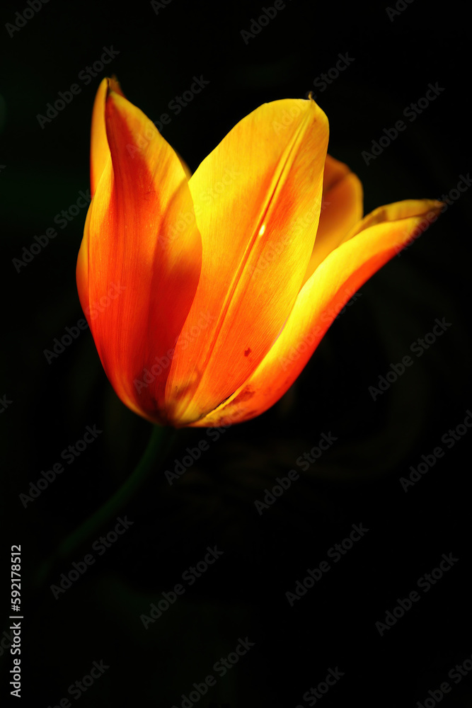 Orange tulip shot in backlight macro. Great photo for the spring season. Orange tulip shot in backlight macro. Great photo for the spring season.