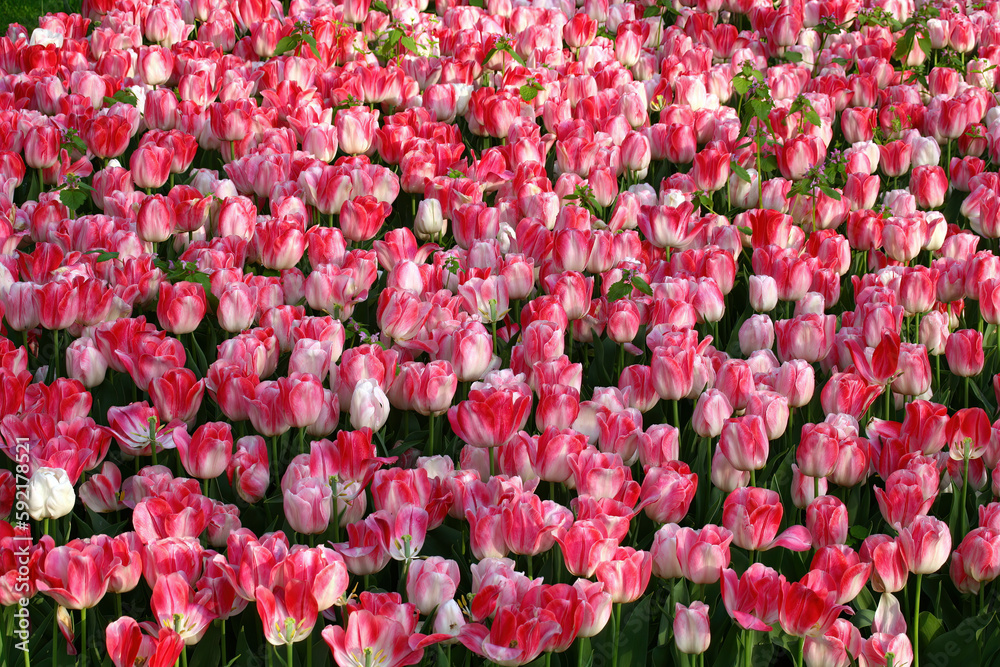 Field of red and white tulips. Great backdrop for the spring season. Field of red and white tulips. Great backdrop for the spring season.