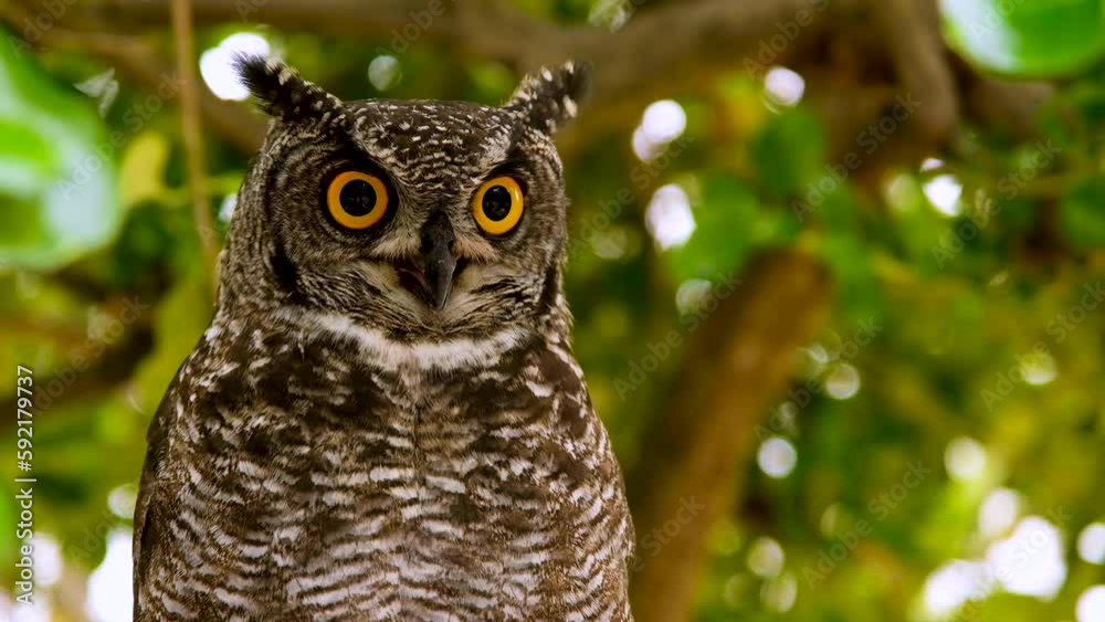 Striking owl in tree bulges throat and gives intense stare, close shallow focus Striking owl in tree bulges throat and gives intense stare, close shallow focus