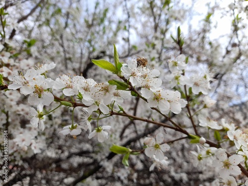 Fiori sbocciati in primavera nel parco photo