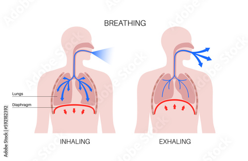 Breathing process poster