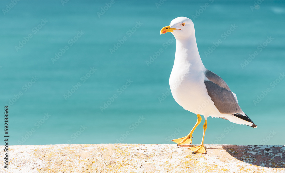 Fototapeta premium sea gull standing over the atlantic ocean