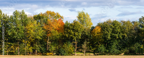 Photos Haie forestière sous le vent, entre champs et forêt, Ingersheim, plaine d’Alsace
