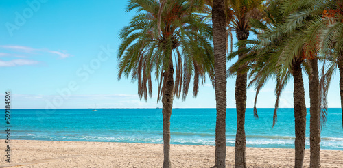 Palm tree on the beach © M.studio
