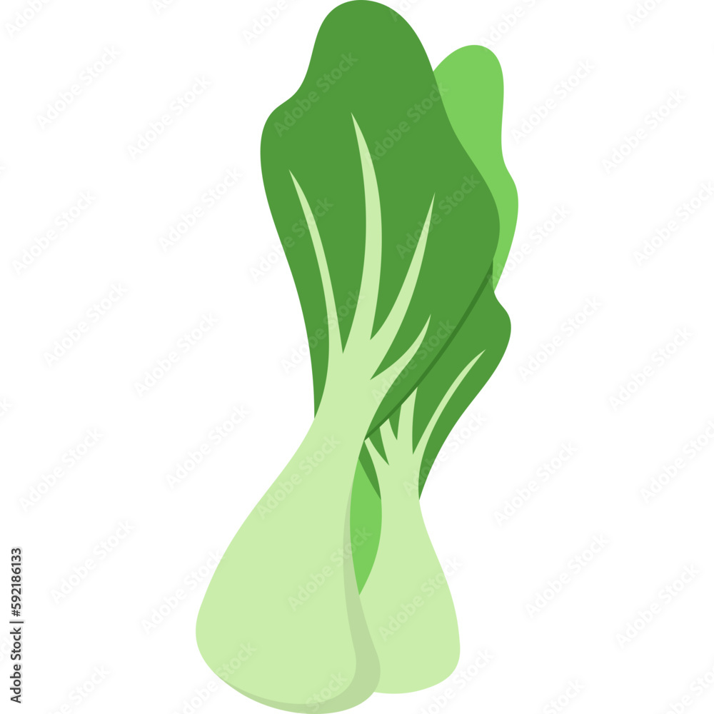 Chinese Cabbage Illustration Chinese Cabbage Illustration
