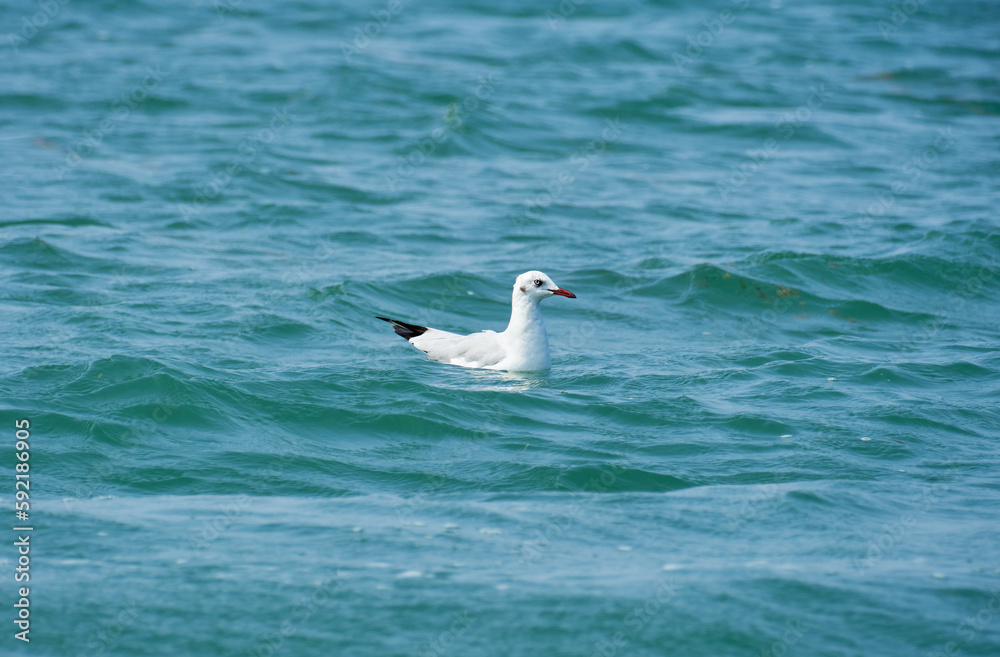 Seagull swimming in the blue waters of Pulicat Lake