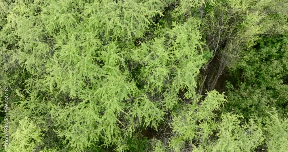 Green trees and plants jungle forest in Hawaii, Aerial top-down drone view. Green trees and plants jungle forest in Hawaii, Aerial top-down drone view.