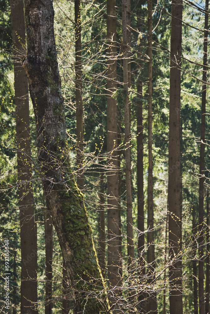 Fototapeta premium Vertical shot of the Blackwood forest near Staufen, Breisgau, Germany