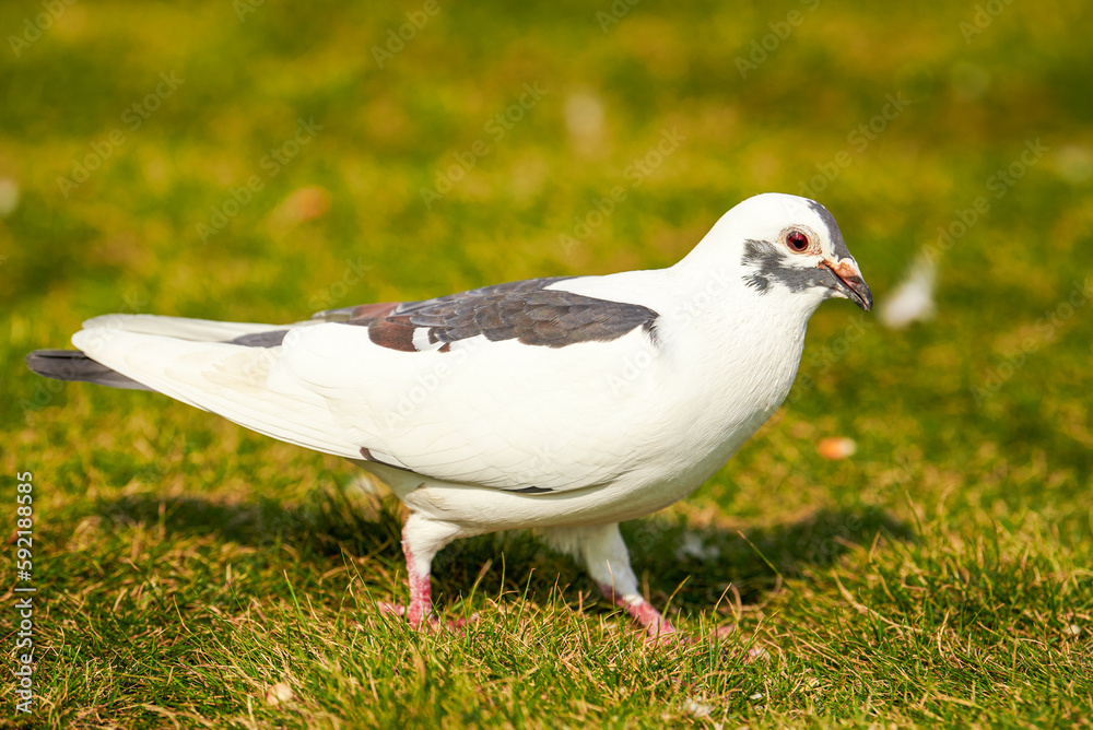 Round and cute big pigeon in outdoor park Round and cute big pigeon in outdoor park