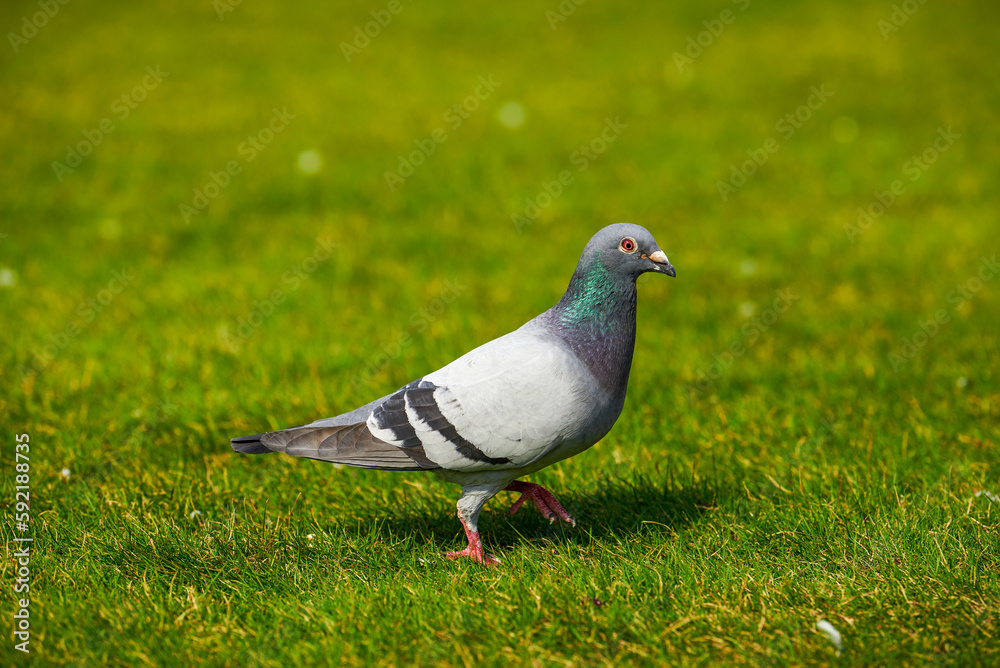 Round and cute big pigeon in outdoor park Round and cute big pigeon in outdoor park
