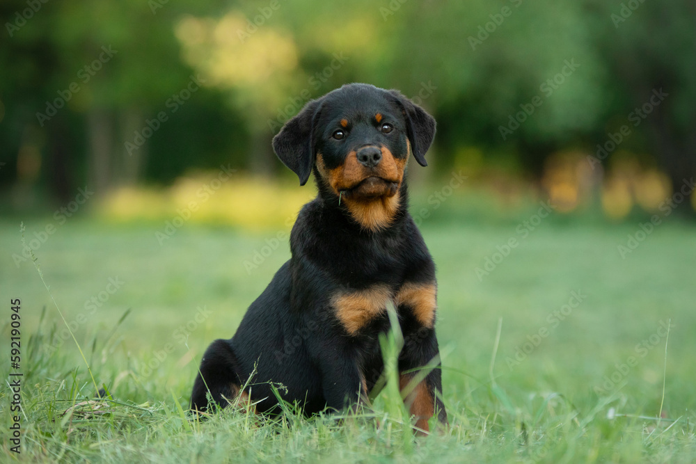 A puppy in the grass, in the park. Cute Rottweiler dog in nature. Walking with a pet