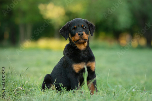 A puppy in the grass, in the park. Cute Rottweiler dog in nature. Walking with a pet