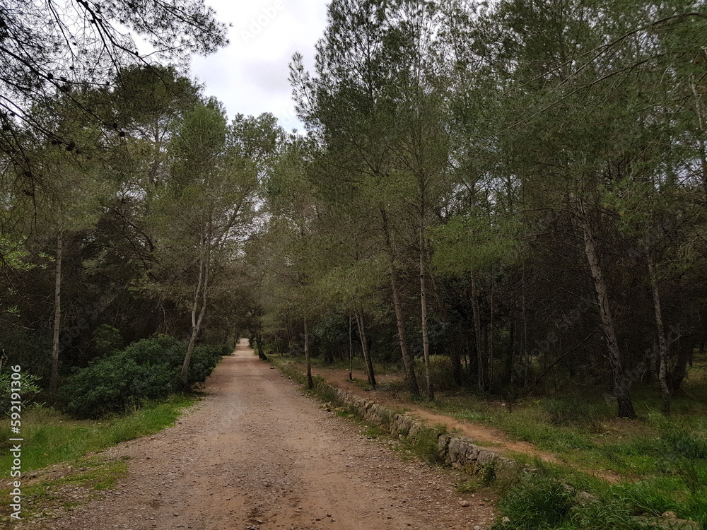 Fototapeta premium Pathway in a forest