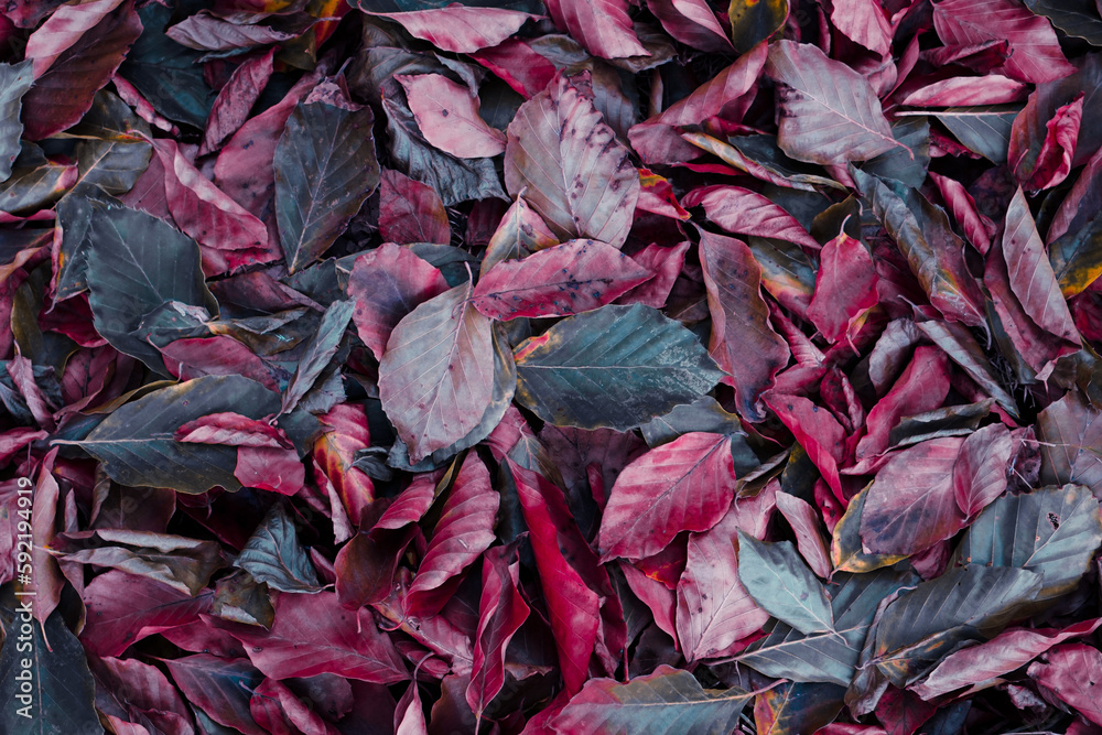 brown and red dry leaves in the ground in autumn season