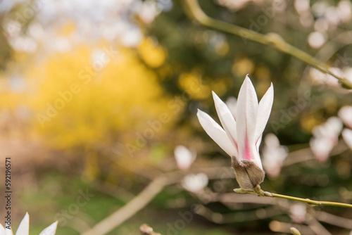 Close-up stock photo of a magnolia flower in full bloom  showcasing delicate petals and vibrant colors. Captures the essence of spring and natural beauty.    