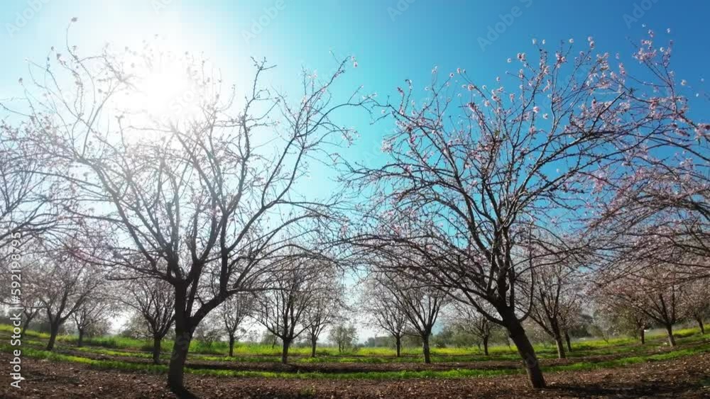 Bare Oak trees and green grass with flickering sun flare between branches Bare Oak trees and green grass with flickering sun flare between branches
