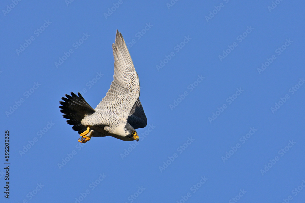 Obraz premium Peregrine Falcon 