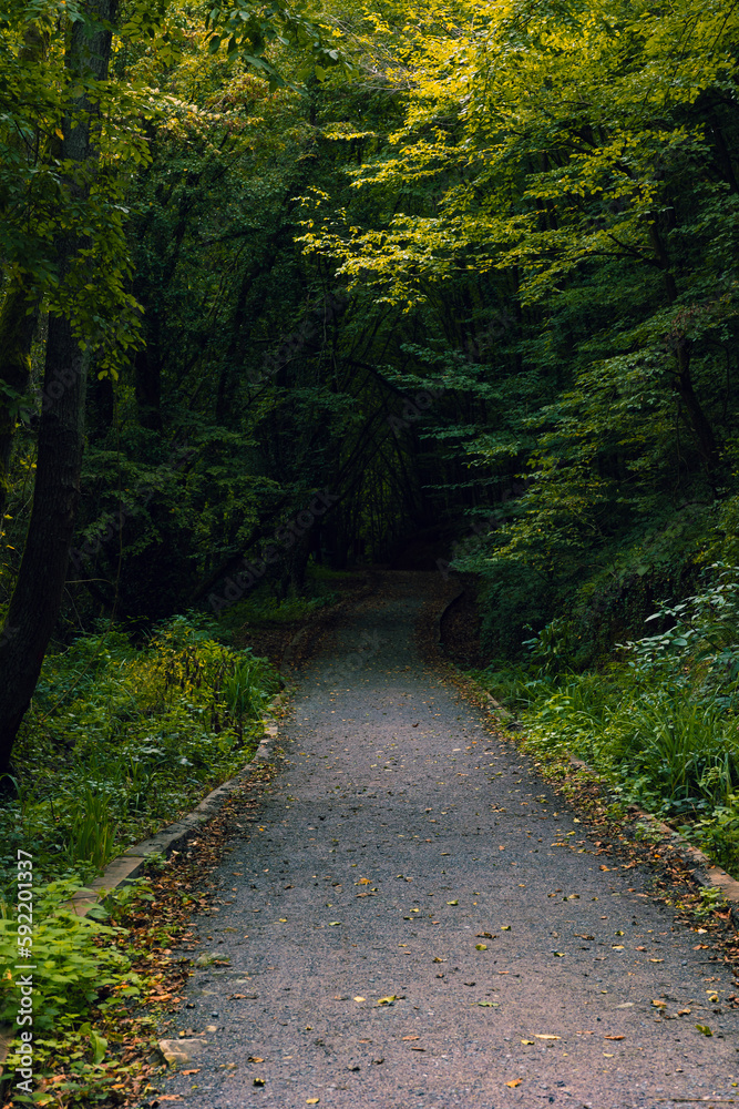 Path in the forest going to the darkness. Scary or moody forest view