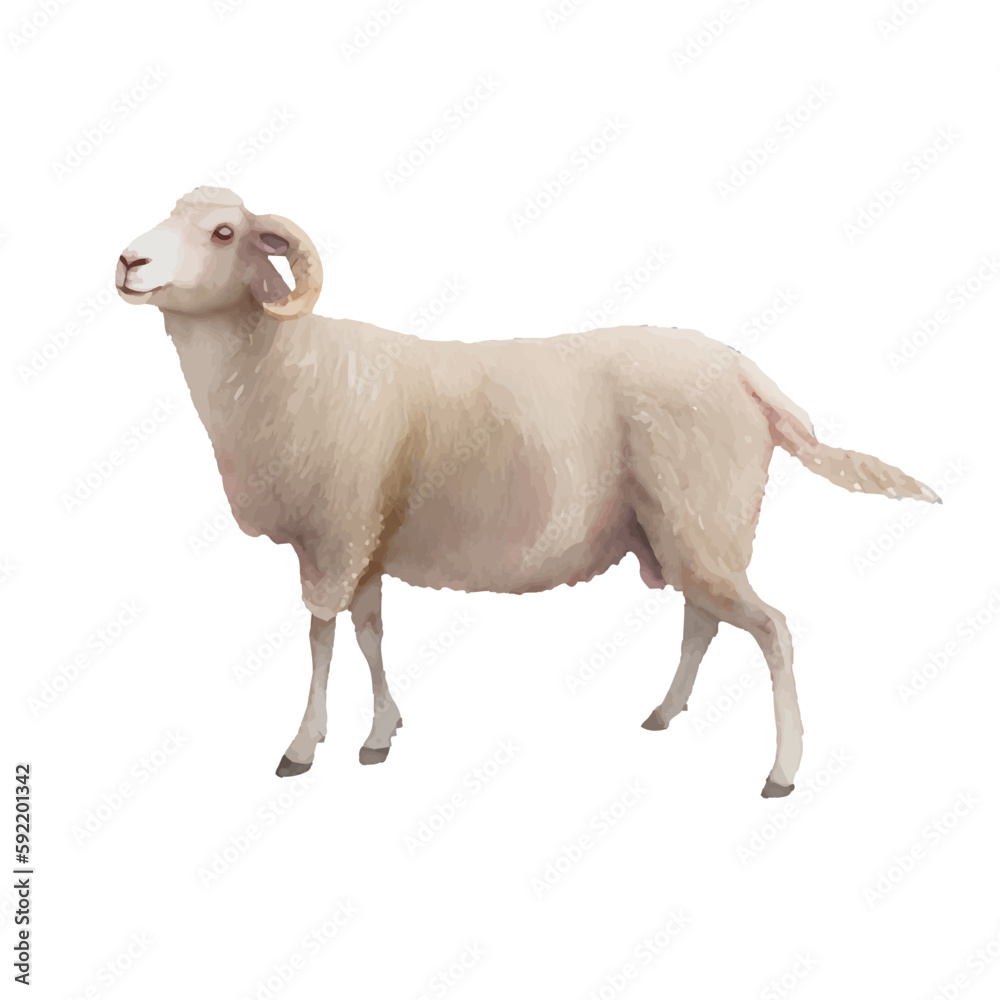 Fototapeta premium sheep with style hand drawn digital painting illustration